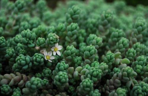 姬星美人一定要这样养才能快速爆盆!姬星美人最实用的养殖方法