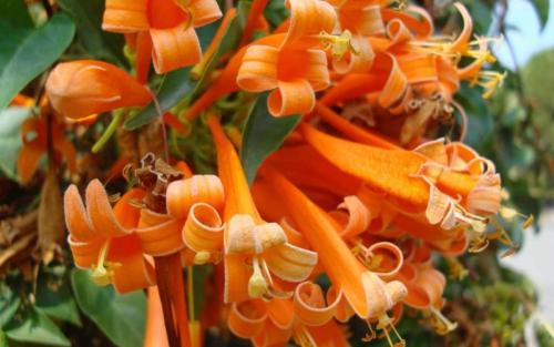 �����������̻���򵥵�������,���ָ����ָ�Ư��?