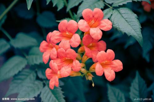 �����������̻���򵥵�������,���ָ����ָ�Ư��?