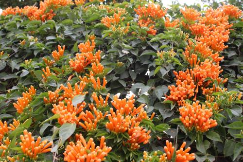 �����������̻���򵥵�������,���ָ����ָ�Ư��?