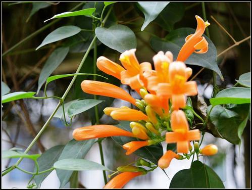 �����������̻���򵥵�������,���ָ����ָ�Ư��?