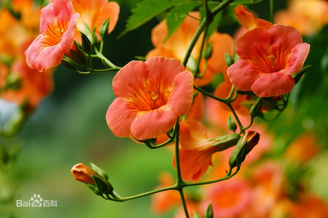 �����������̻���򵥵�������,���ָ����ָ�Ư��?