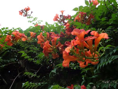 �����������̻���򵥵�������,���ָ����ָ�Ư��?