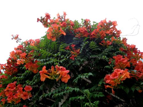 �����������̻���򵥵�������,���ָ����ָ�Ư��?