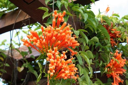 炮仗花的花粉有毒吗会致癌吗?炮仗花可以在家养吗摆放风水禁忌