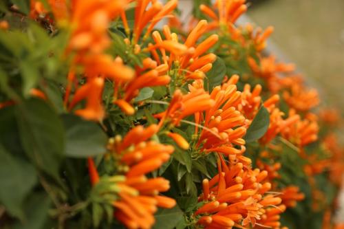 炮仗花的花粉有毒吗会致癌吗?炮仗花可以在家养吗摆放风水禁忌