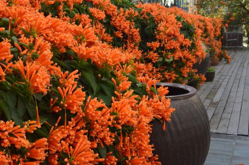 炮仗花的花粉有毒吗会致癌吗?炮仗花可以在家养吗摆放风水禁忌