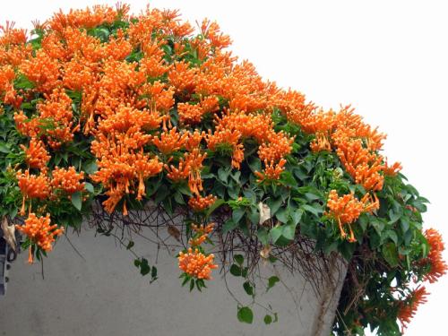 ���̻��Ļ����ж�����°���?���̻������ڼ�����ڷŷ�ˮ����