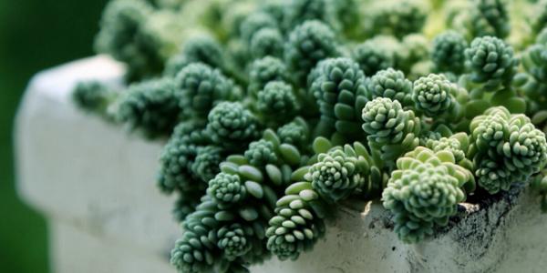 姬星美人叶插详细过程步骤图解,姬星美人叶插后如何浇水技巧