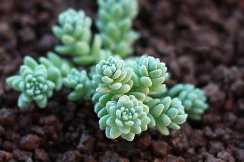 姬星美人叶插详细过程步骤图解,姬星美人叶插后如何浇水技巧