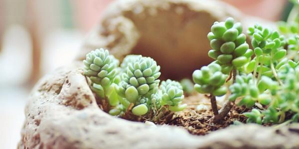 姬星美人叶插详细过程步骤图解,姬星美人叶插后如何浇水技巧