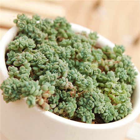 姬星美人叶插详细过程步骤图解,姬星美人叶插后如何浇水技巧