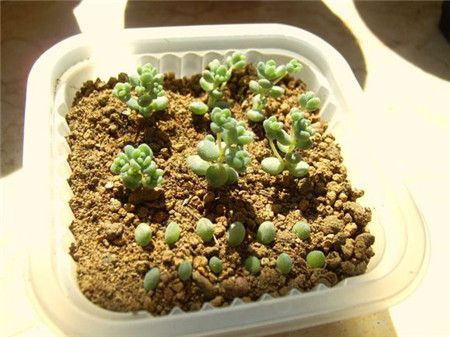 姬星美人叶插详细过程步骤图解,姬星美人叶插后如何浇水技巧