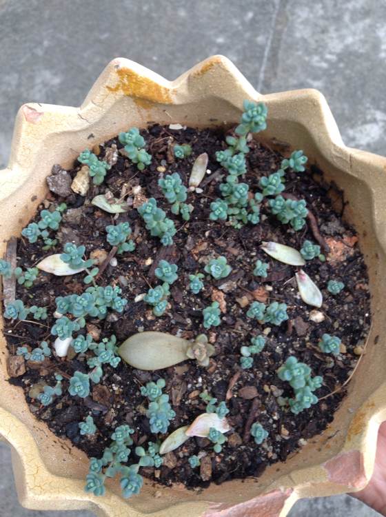 姬星美人叶插详细过程步骤图解,姬星美人叶插后如何浇水技巧