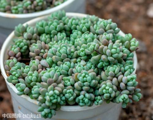 姬星美人叶插详细过程步骤图解,姬星美人叶插后如何浇水技巧