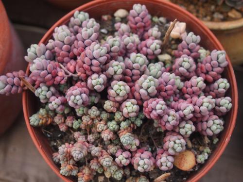 姬星美人要怎么养才会变紫色?姬星美人如何养出颜色经验技巧图解