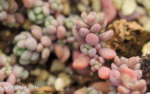 姬星美人要怎么养才会变紫色?姬星美人如何养出颜色经验技巧图解