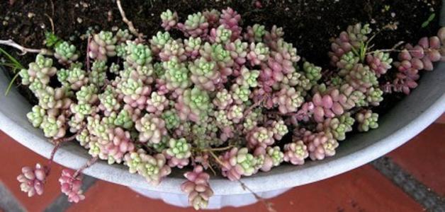 姬星美人要怎么养才会变紫色?姬星美人如何养出颜色经验技巧图解