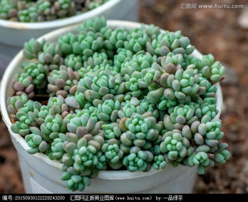 姬星美人要怎么养才会变紫色?姬星美人如何养出颜色经验技巧图解