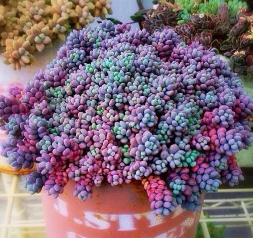 姬星美人要怎么养才会变紫色?姬星美人如何养出颜色经验技巧图解