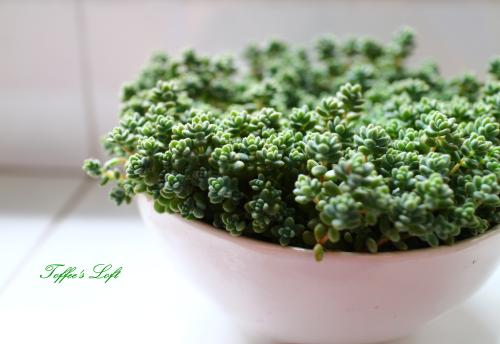 姬星美人要怎么养才会变紫色?姬星美人如何养出颜色经验技巧图解