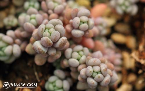 姬星美人要怎么养才会变紫色?姬星美人如何养出颜色经验技巧图解