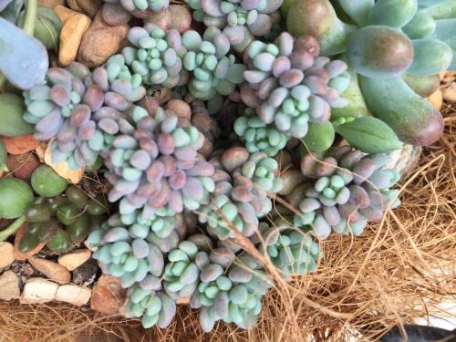 姬星美人要怎么养才会变紫色?姬星美人如何养出颜色经验技巧图解