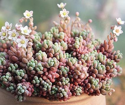 姬星美人要怎么养才会变紫色?姬星美人如何养出颜色经验技巧图解