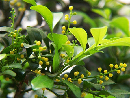 兰花有毒吗可以放在卧室里吗?米兰花的功效与风水作用有哪些?