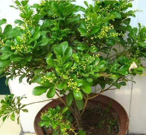 兰花有毒吗可以放在卧室里吗?米兰花的功效与风水作用有哪些?