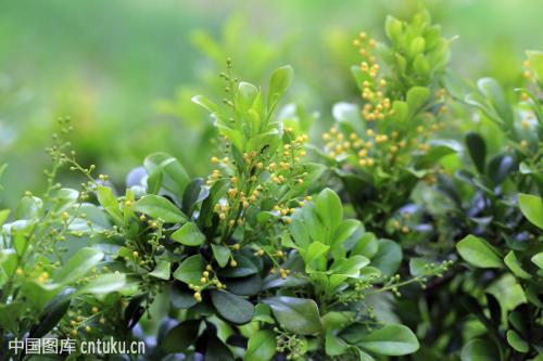 兰花有毒吗可以放在卧室里吗?米兰花的功效与风水作用有哪些?