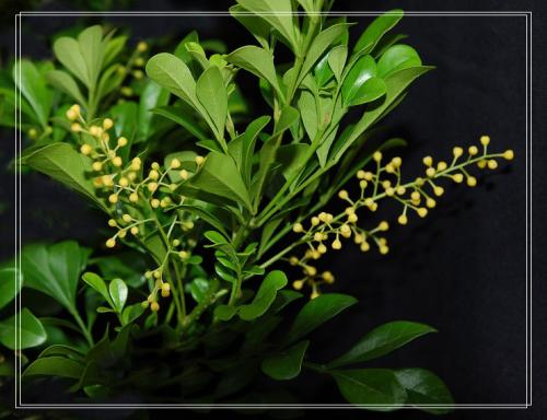 �����ж�����Է������������������Ĺ�Ч���ˮ��������Щ��