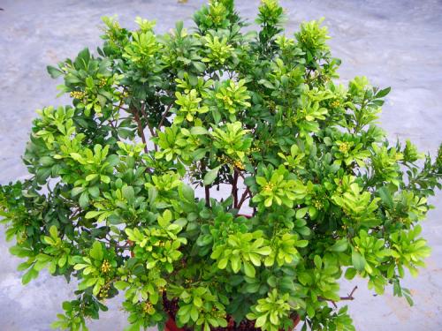 兰花有毒吗可以放在卧室里吗?米兰花的功效与风水作用有哪些?