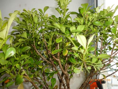 米兰花为什么老掉叶子?这些方法可以让米兰花不掉叶子?