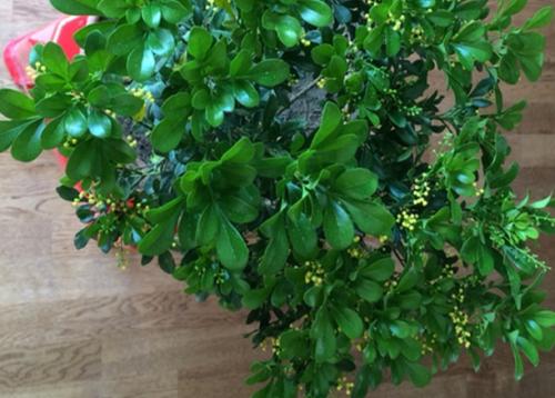 米兰花为什么老掉叶子?这些方法可以让米兰花不掉叶子?