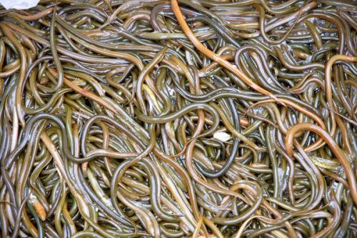 2017年黄鳝养殖前景怎么样?黄鳝养殖成本和利润分析