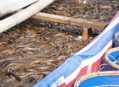 怎么养黄鳝才能长的又快又好? 黄鳝养殖注意这5个误区就能赚钱