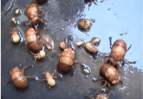 金蝉养殖有市场前景吗需投资多少钱?养蝉一亩地产多少金蝉?