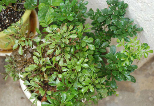 米兰花叶子发黄怎么办 米兰花掉叶子发黑干枯还能活吗补救方法