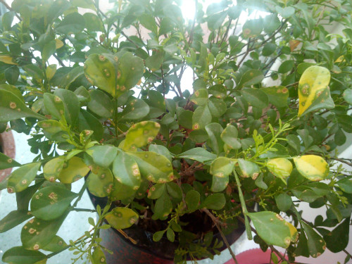 米兰花叶子发黄怎么办 米兰花掉叶子发黑干枯还能活吗补救方法