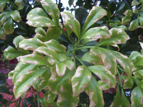 米兰花叶子发黄怎么办 米兰花掉叶子发黑干枯还能活吗补救方法