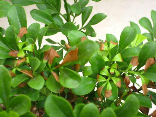 米兰花叶子发黄怎么办 米兰花掉叶子发黑干枯还能活吗补救方法