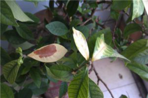 米兰花叶子发黄怎么办 米兰花掉叶子发黑干枯还能活吗补救方法