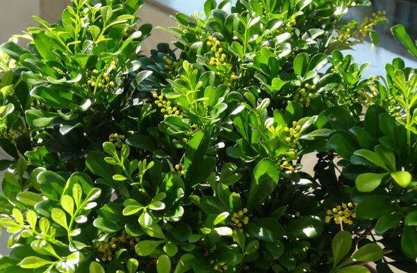 米兰花秋冬怎么养护 兰花的养殖方法和注意事项有哪些