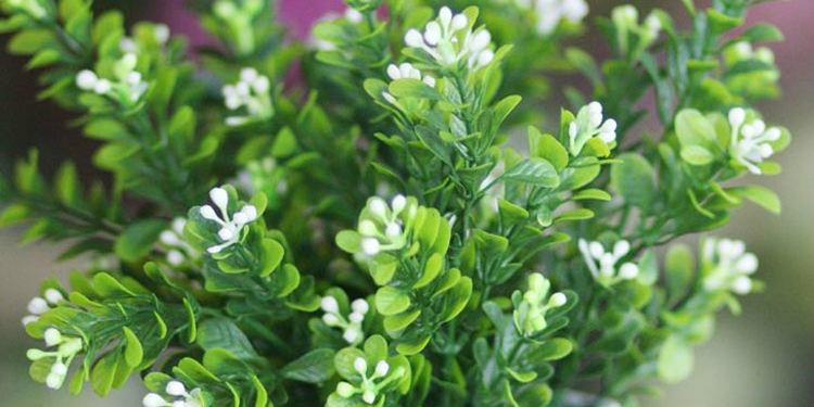 米兰花秋冬怎么养护 兰花的养殖方法和注意事项有哪些