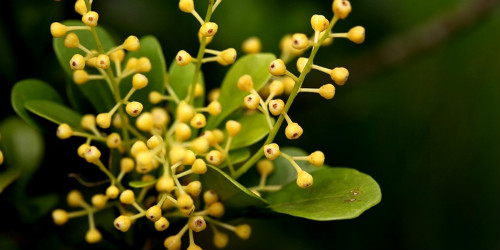 米兰花怎么扦插 米兰旳扦插时间和方法 米兰花扦插步骤图解