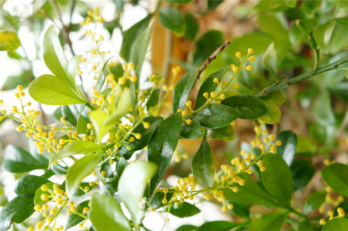 米兰花怎么扦插 米兰旳扦插时间和方法 米兰花扦插步骤图解