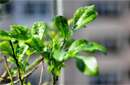 米兰花怎么扦插 米兰旳扦插时间和方法 米兰花扦插步骤图解