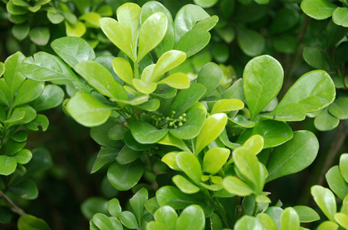 米兰花怎么扦插 米兰旳扦插时间和方法 米兰花扦插步骤图解