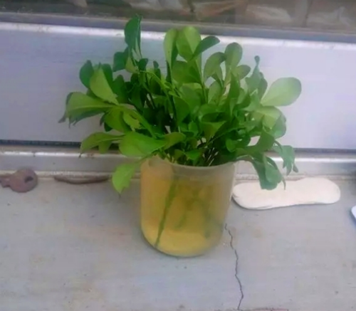 米兰花怎么扦插 米兰旳扦插时间和方法 米兰花扦插步骤图解